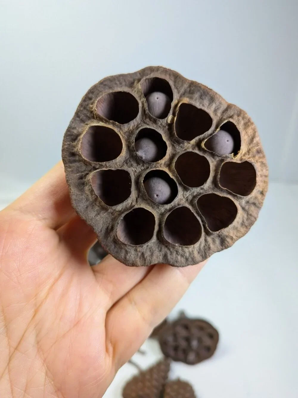 Dried Lotus Pods Pine Cones 35 pc Lot Craft Floral Arrangement Decor Botanical